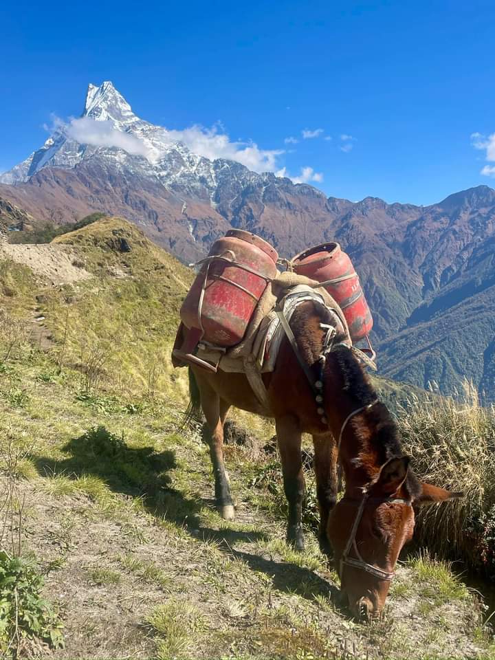 Mardi himal Trek