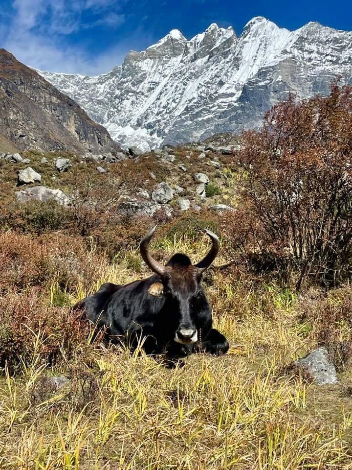 Langtang Valley Trek 8 days